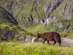 Grossglocknergebiet - Schafe